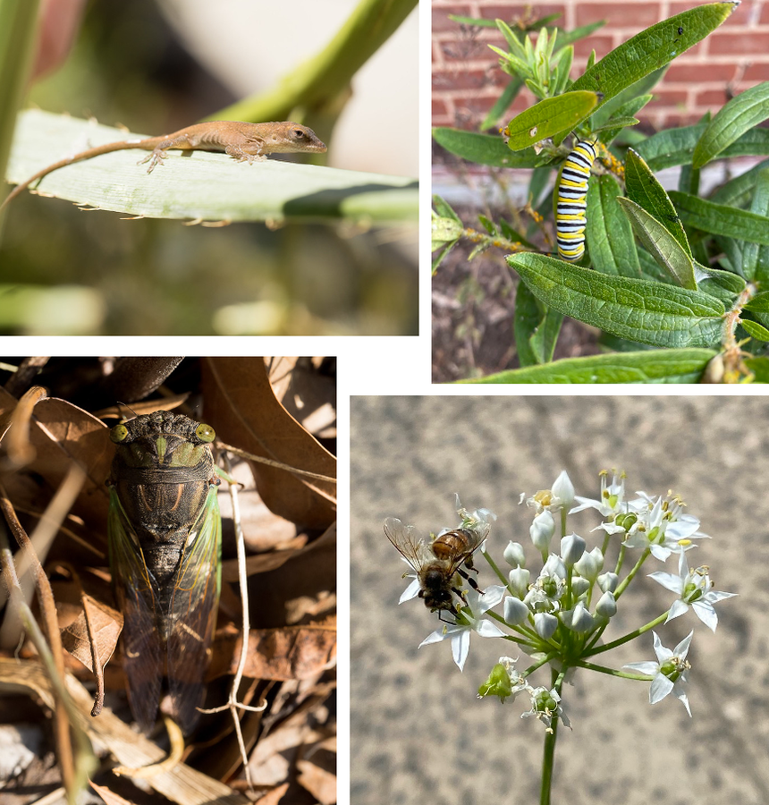 pictures of the demo garden, focusing on animals