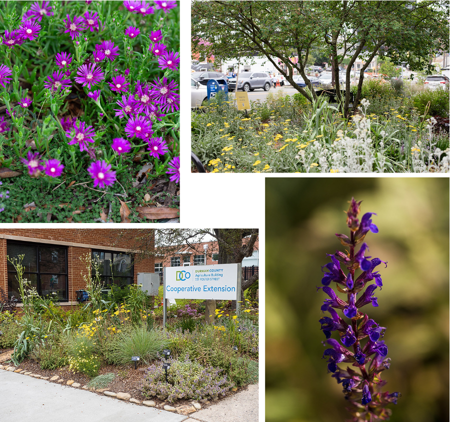 pictures of the demo garden, focusing on plants