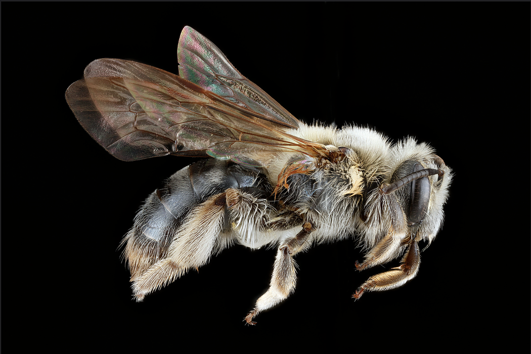 Close up image of a bee on a black background.