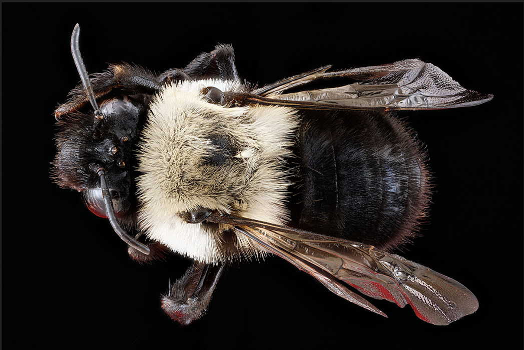 Close up image of a bee on a black background.