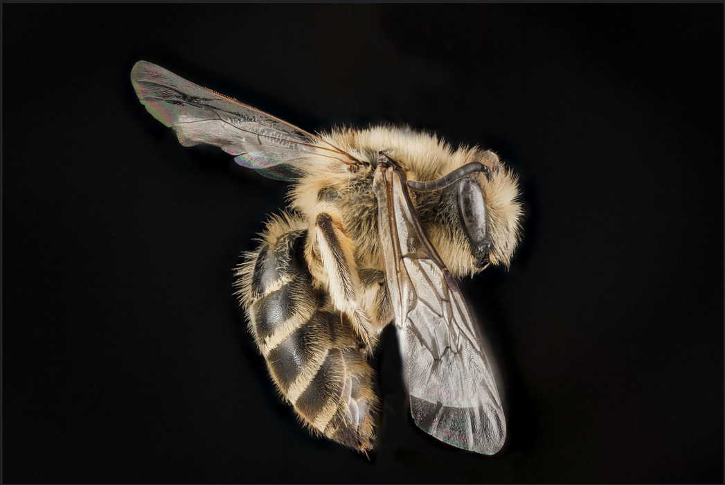 Close up image of a bee on a black background.