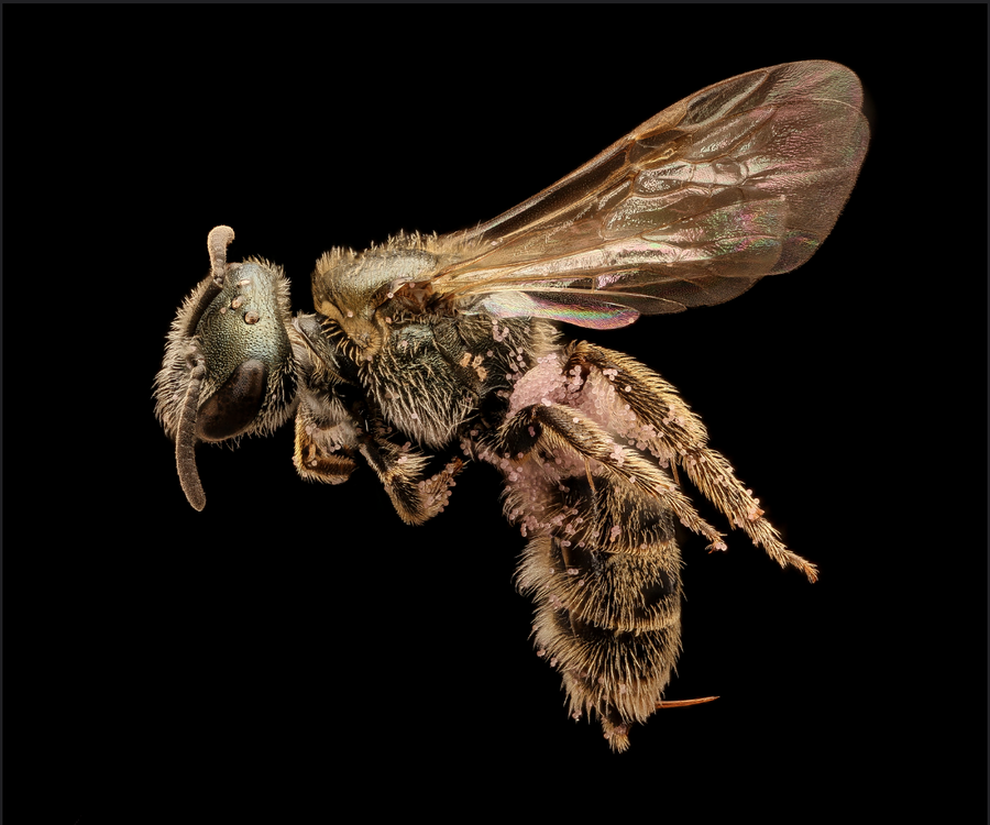 Close up image of a bee on a black background.
