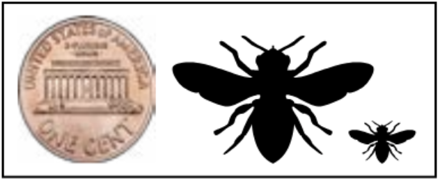 Silhouettes of a large and small bee next to a penny showing the size range of the genus Andrena. 