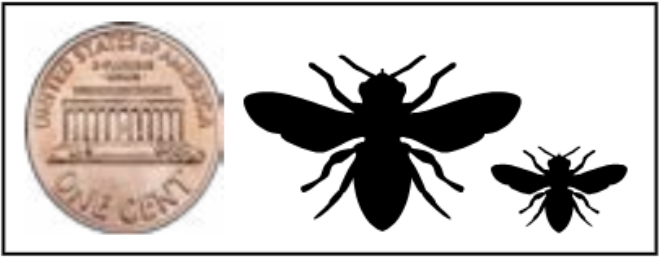 Silhouettes of a large and small bee next to a penny showing the size range of the genus Colletes. 