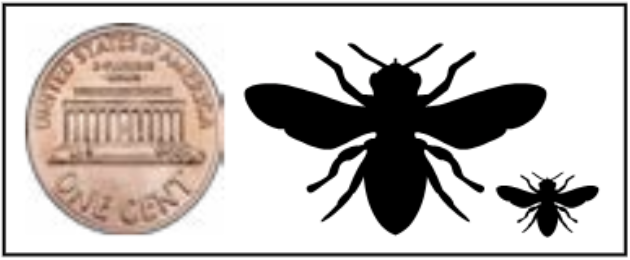 Silhouettes of a large and small bee next to a penny showing the size range of the genus Lasioglossum. 
