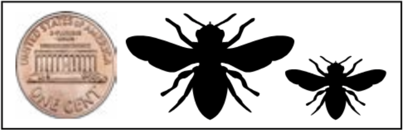 Silhouettes of a large and small bee next to a penny showing the size range of the genus Anthophora. 
