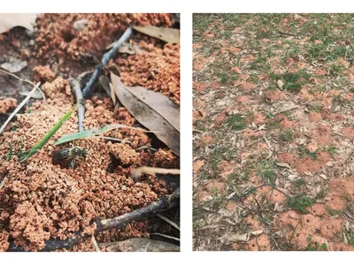 Left image shows a rust colored dirt mound with a small bee in the middle. Right image is a wide shot of a nesting aggregation with many rust colored dirt mounds scattered among patchy grass.