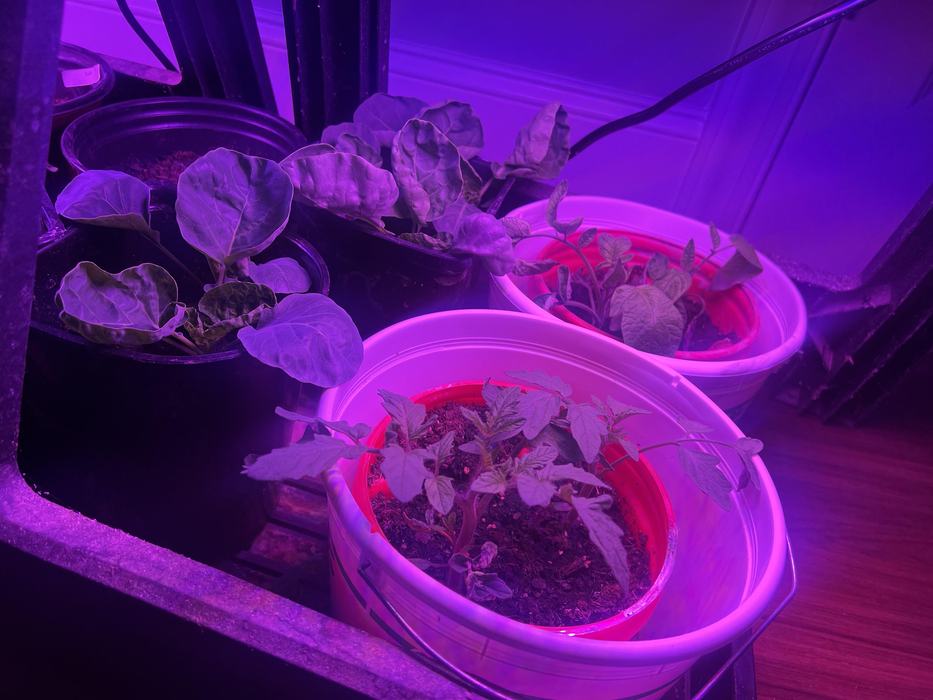 Sharing germination success from the February 23 workshop! IMAGE PROVIDED BY LORI TRENT.