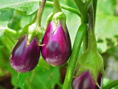 eggplant growing in garden