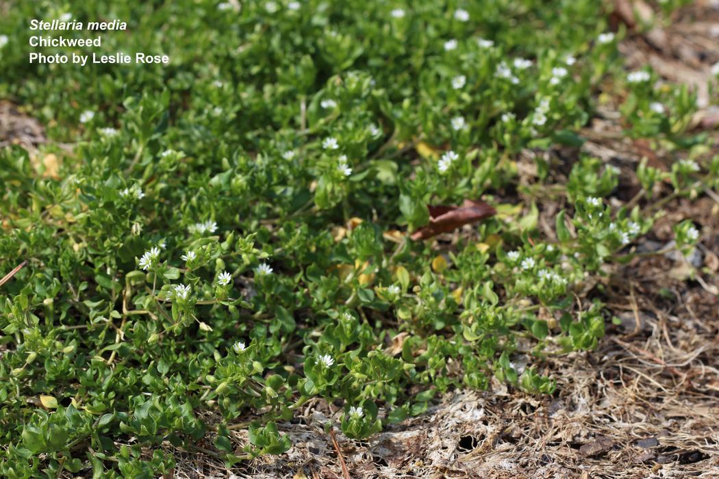 Chickweed with flowers