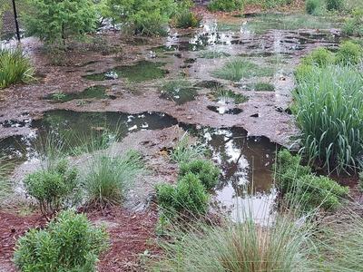 New Hanover County Arboretum's Stormwater Infiltration Zone (SWIZ)