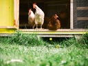 Chickens standing at the doorway of a yellow coop above grass