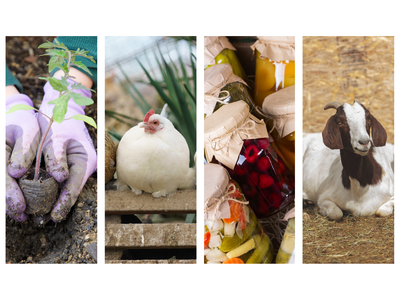 Collage that features gardening, Chickens, canning, and goats.