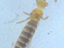 Fig.1. Adult Western Flower Thrips (WFT, Frankliniella occidentalis)
