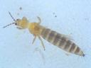 Close-up of insect (western flower thrips)