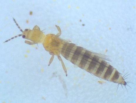 tobacco thrips parvispinus (tobacco thrips) Management of Western Flower Thrips