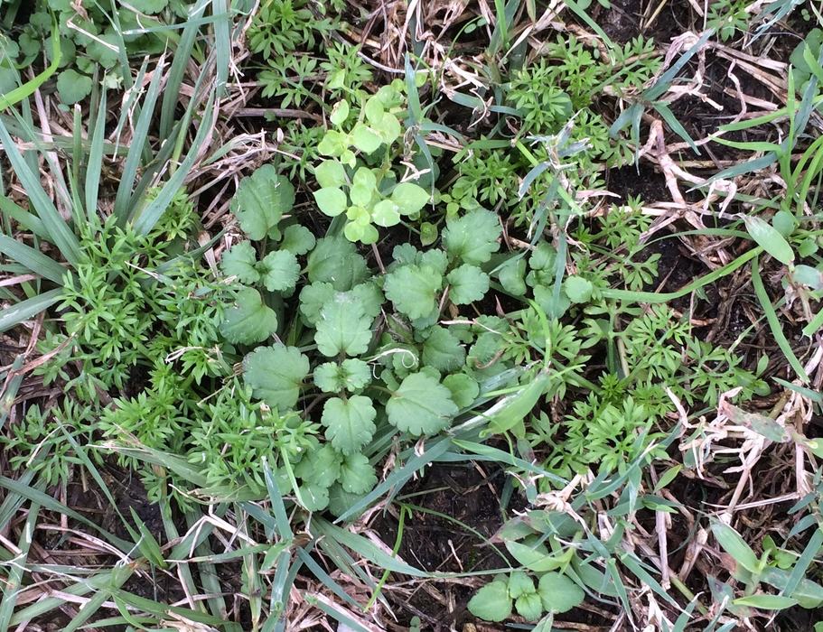 Winter weeds