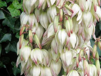 Yuccca-filamentosa; MMR; CC BY NC 2