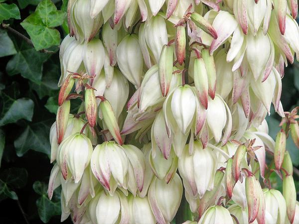 Yuccca-filamentosa; MMR; CC BY NC 2