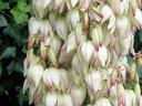 Yuccca-filamentosa; MMR; CC BY NC 2