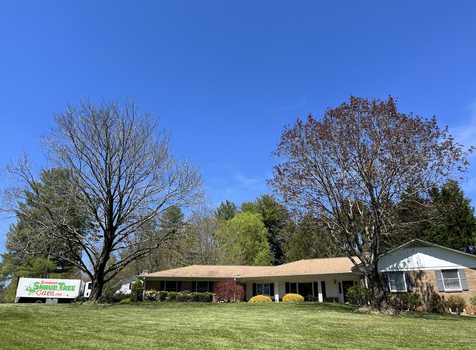 Ambrosia killed maple spring 2025