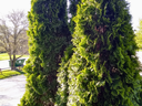 arborvitae trees