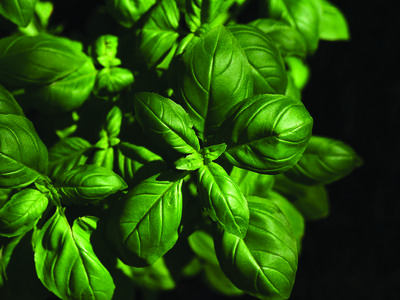 image of a basil plant black background