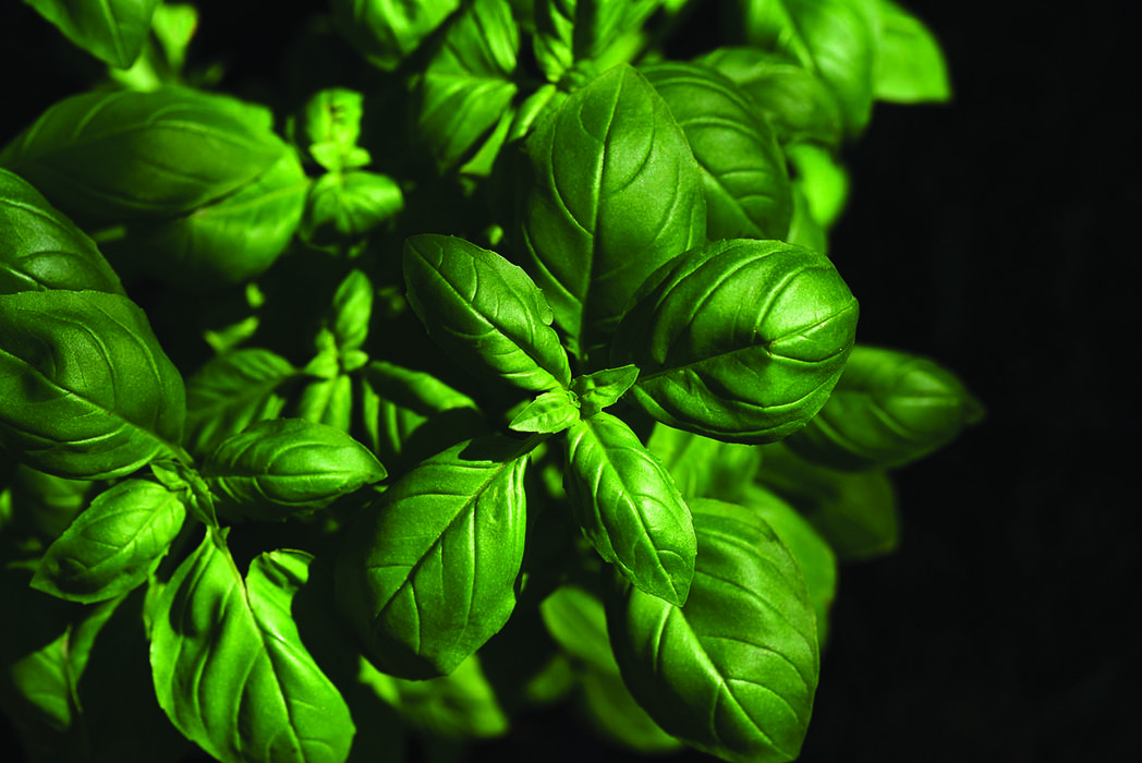 image of a basil plant black background