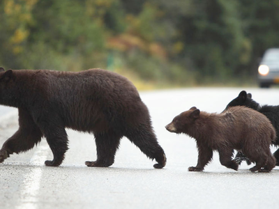 bears walking across a road and car stopping