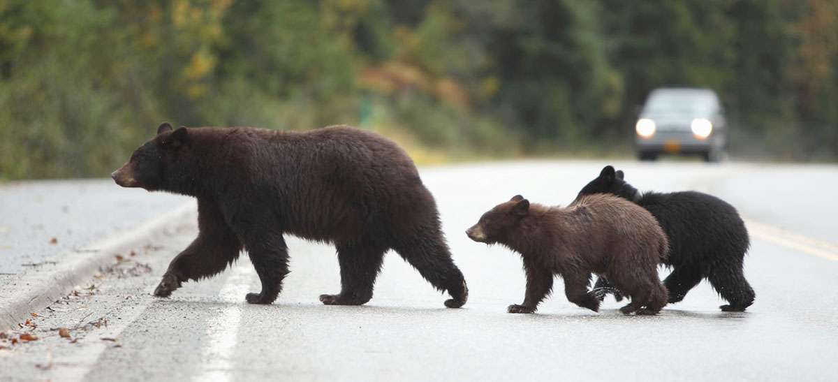 bears walking across a road and car stopping