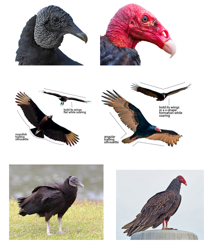 Description of the differences between Black and Turkey Vultures