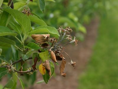 A photo of blossom blight on an apple flower
