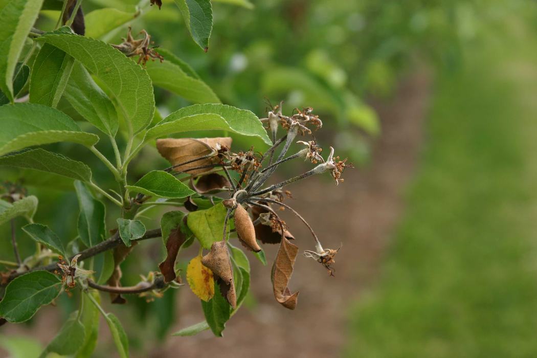 A photo of blossom blight on an apple flower