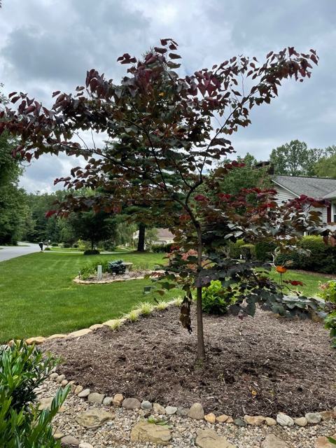 bot canker redbud