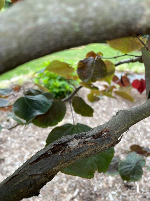 bot canker redbud