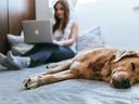 A woman works remotely on her laptop from the comfort of her own bedroom with her dog laying beside her.