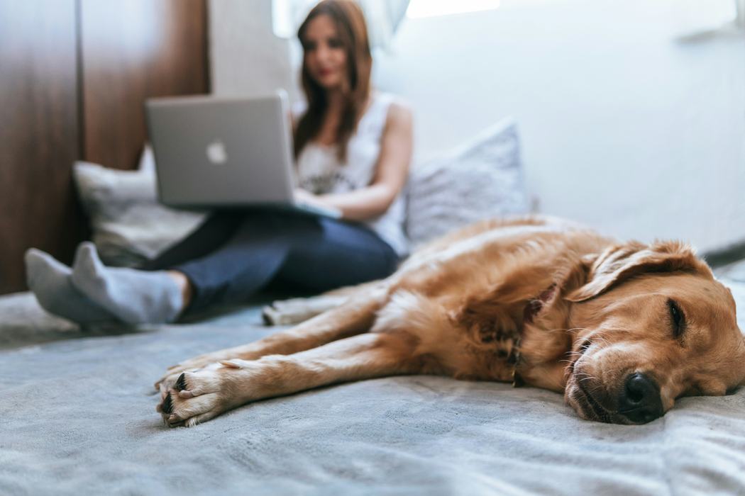 A woman works remotely on her laptop from the comfort of her own bedroom with her dog laying beside her.