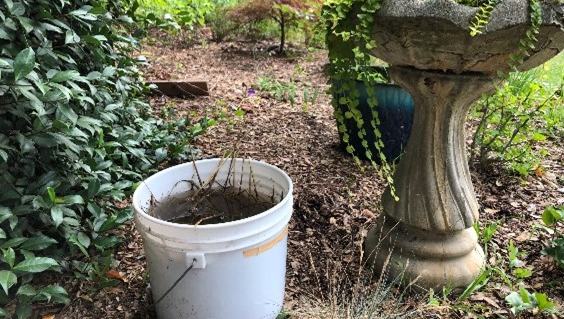 Larval trap in a shady area.