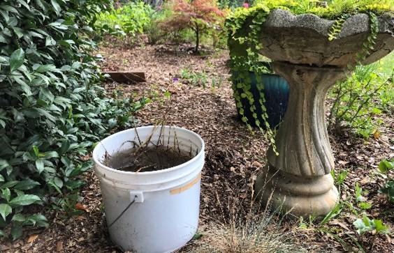 Larval trap in a shady area.