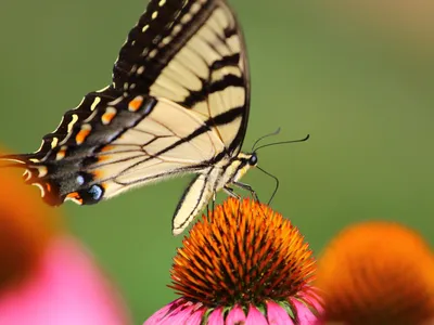 Butterfly on Coneflower