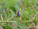 Common vetch flower