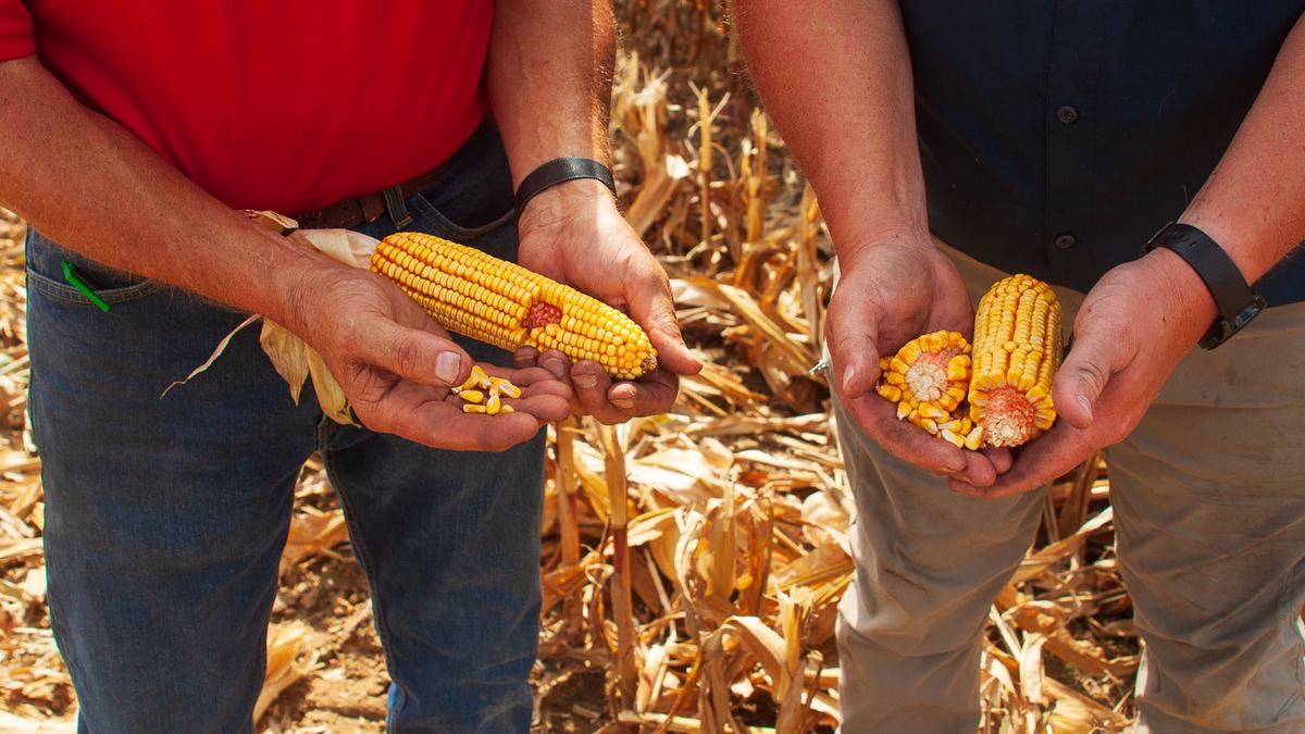 Two farmers holding dried corn cobs in their hands, showing the corn kernels, standing in a dried corn field. The photo captures their hands, the bottom of their shirts, and their legs, with the ground covered in dried corn stalks and dirt.