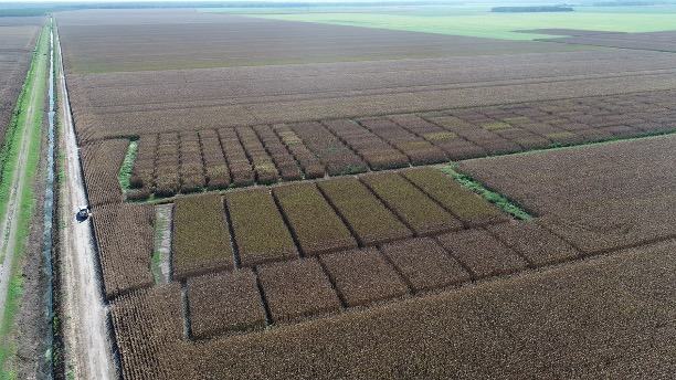 Aerial view of a corn field with rows of mature corn plants in the drying process. A small white truck is visible on a road running through the fields, with expansive corn fields in the background.
