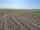 A serene view of a corn field in the V-4 stage of growth, with perfectly sprouted corn plants just emerging from the ground. The horizon line is visible, emphasizing the early stages of corn development in the field.