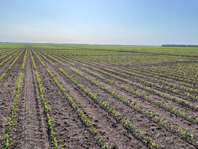 A serene view of a corn field in the V-4 stage of growth, with perfectly sprouted corn plants just emerging from the ground. The horizon line is visible, emphasizing the early stages of corn development in the field.