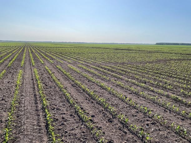 A serene view of a corn field in the V-4 stage of growth, with perfectly sprouted corn plants just emerging from the ground. The horizon line is visible, emphasizing the early stages of corn development in the field.