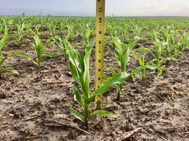 A close-up of a growing corn plant in the V-7 stage of growth, with a measuring tape behind it showing the plant is about 8 inches tall. The surrounding soil and other plants are visible, highlighting the corn plant’s development at this stage.