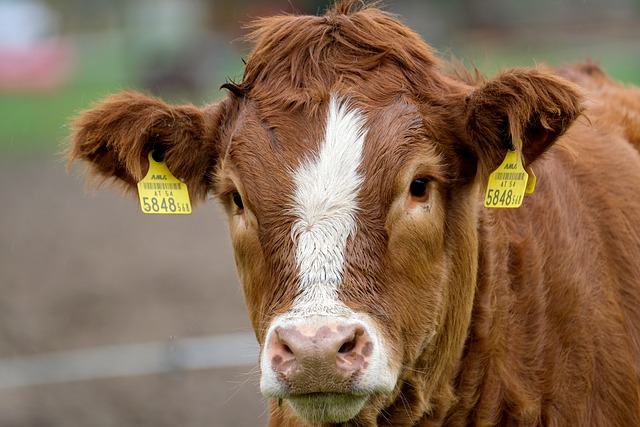 brown and white cow with ear tags