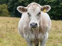 white cow with face flies and ear tag