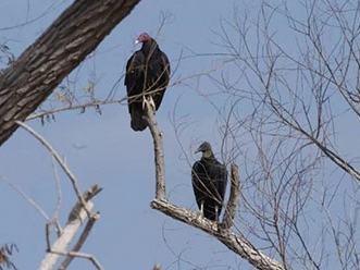 Two turkey vultures perched on bare tree branches against a blue sky